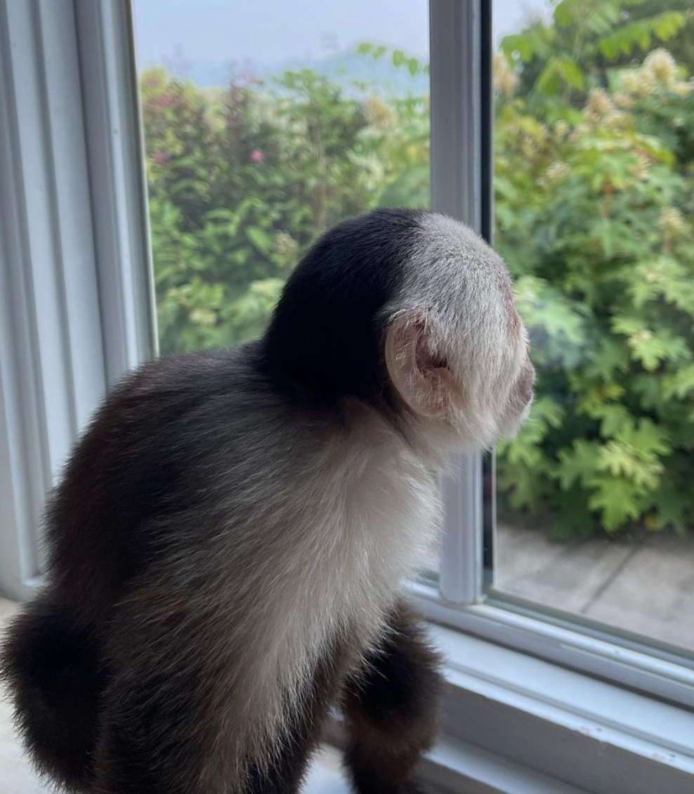 🐒 Mia – Weibliches Kapuzineräffchen