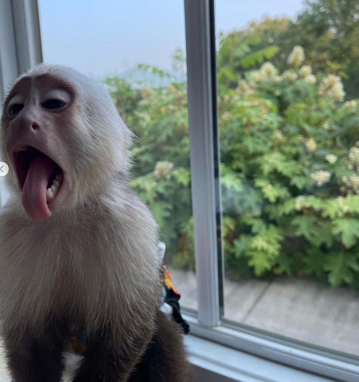 🐒 Mia – Weibliches Kapuzineräffchen – Bild 3