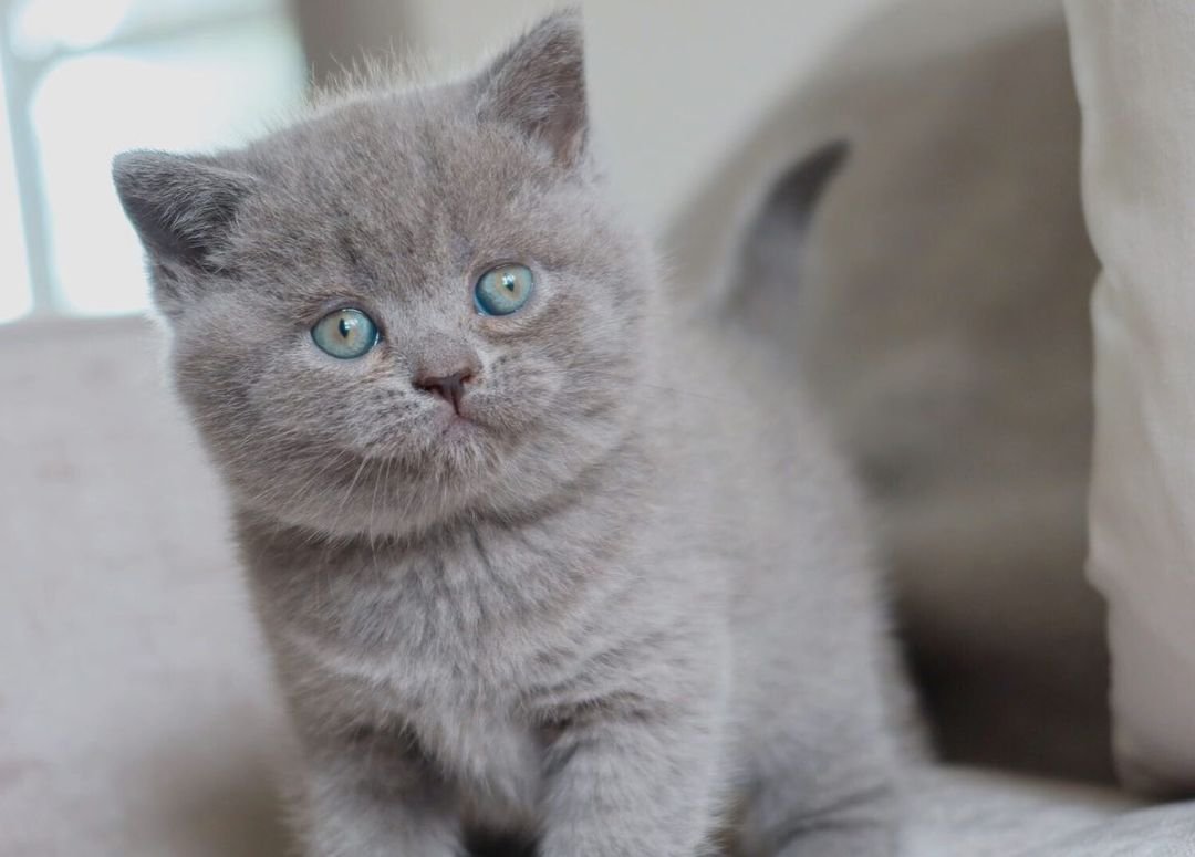 Milla – Weibliches Britisch Kurzhaar Kätzchen – Bild 3