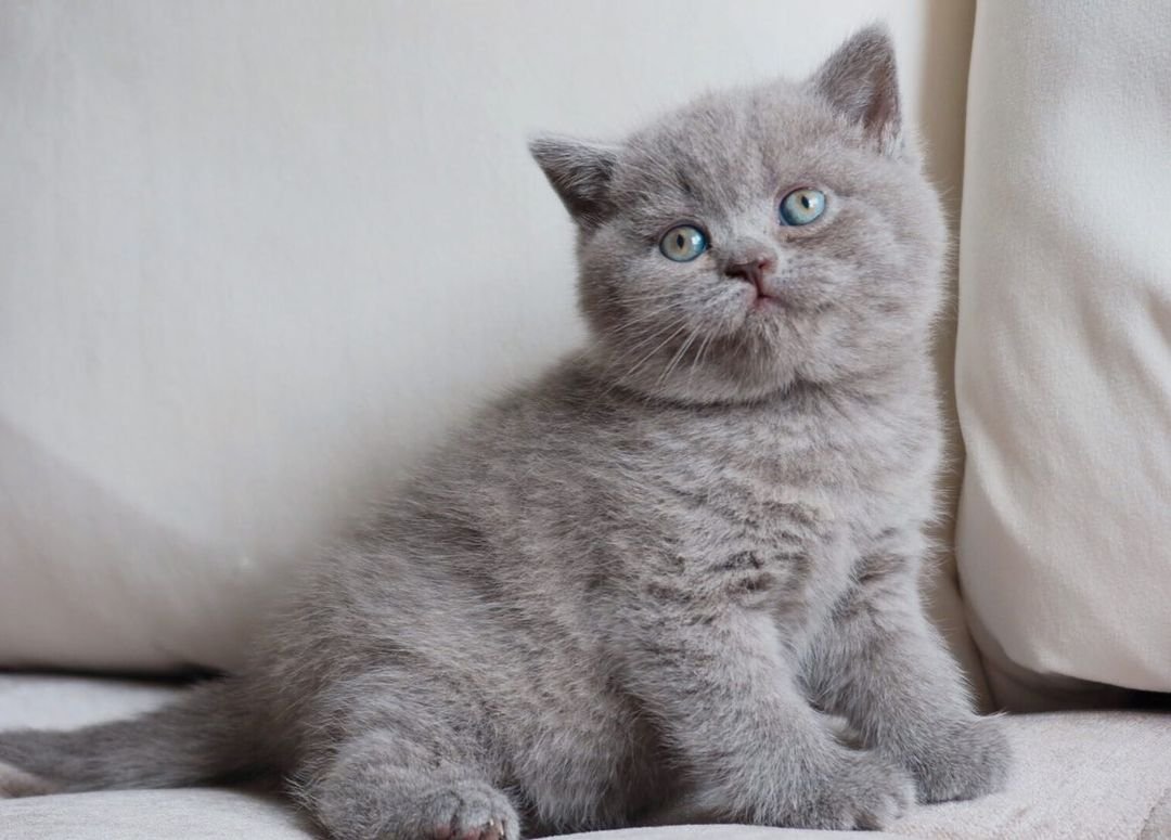 Milla – Weibliches Britisch Kurzhaar Kätzchen – Bild 4