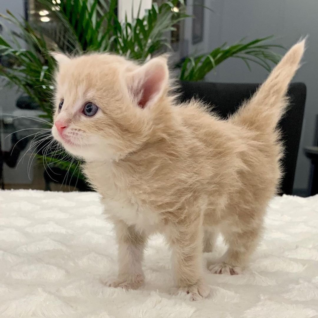 Moose – Männliche Norwegische Waldkatze – Bild 3