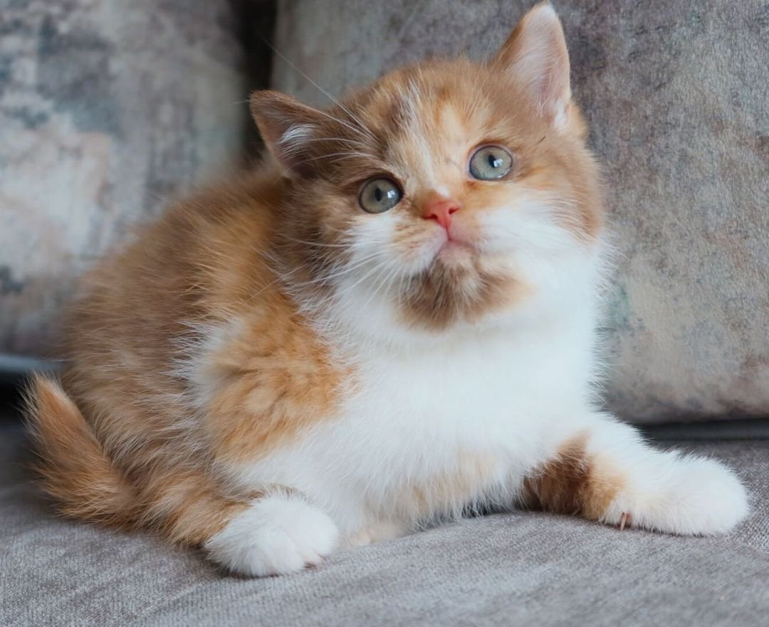 Patricia – Weibliches Britisch Kurzhaar Kätzchen – Bild 4