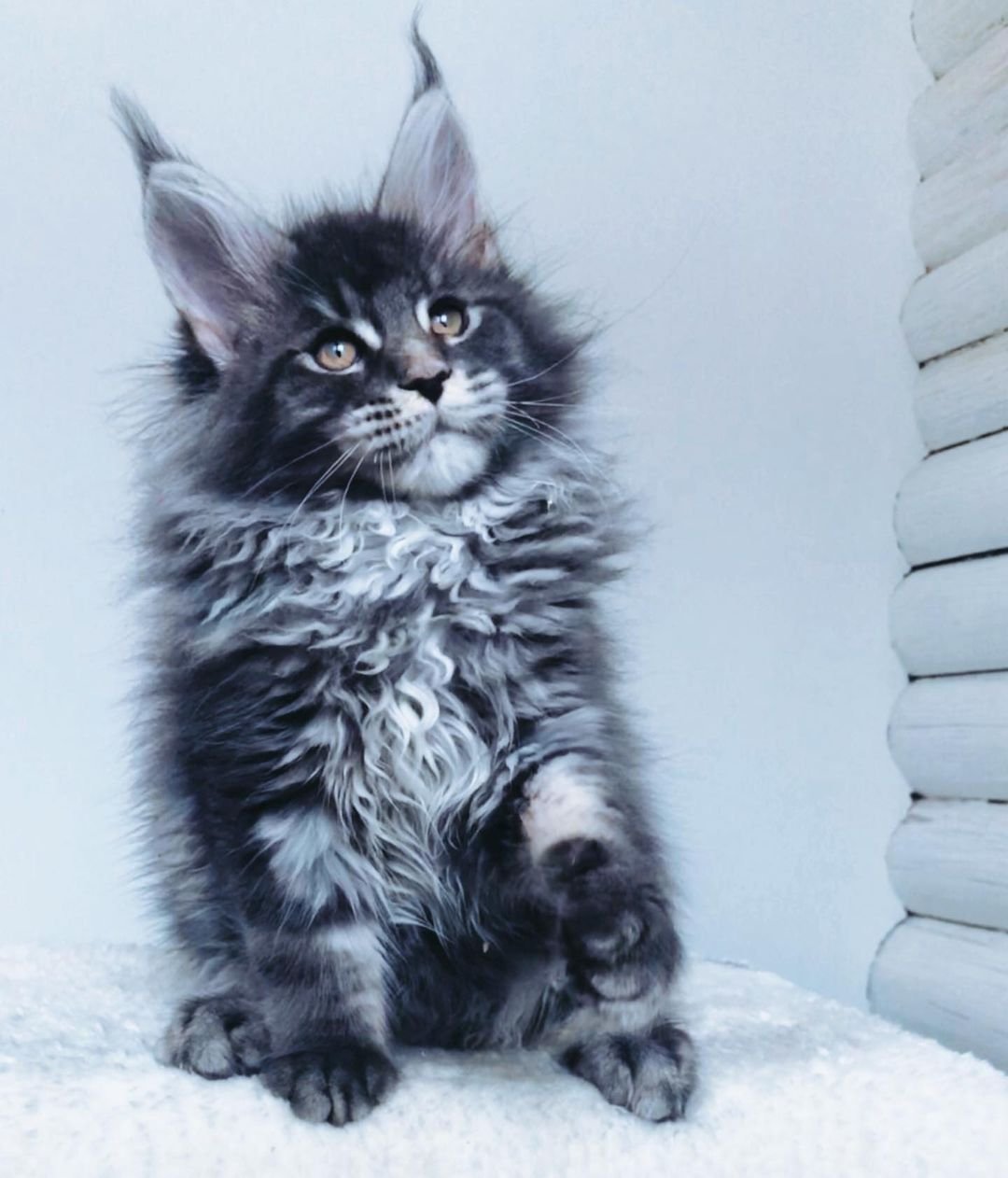 Romeo – Männliche Maine-Coon-Katze – Bild 2