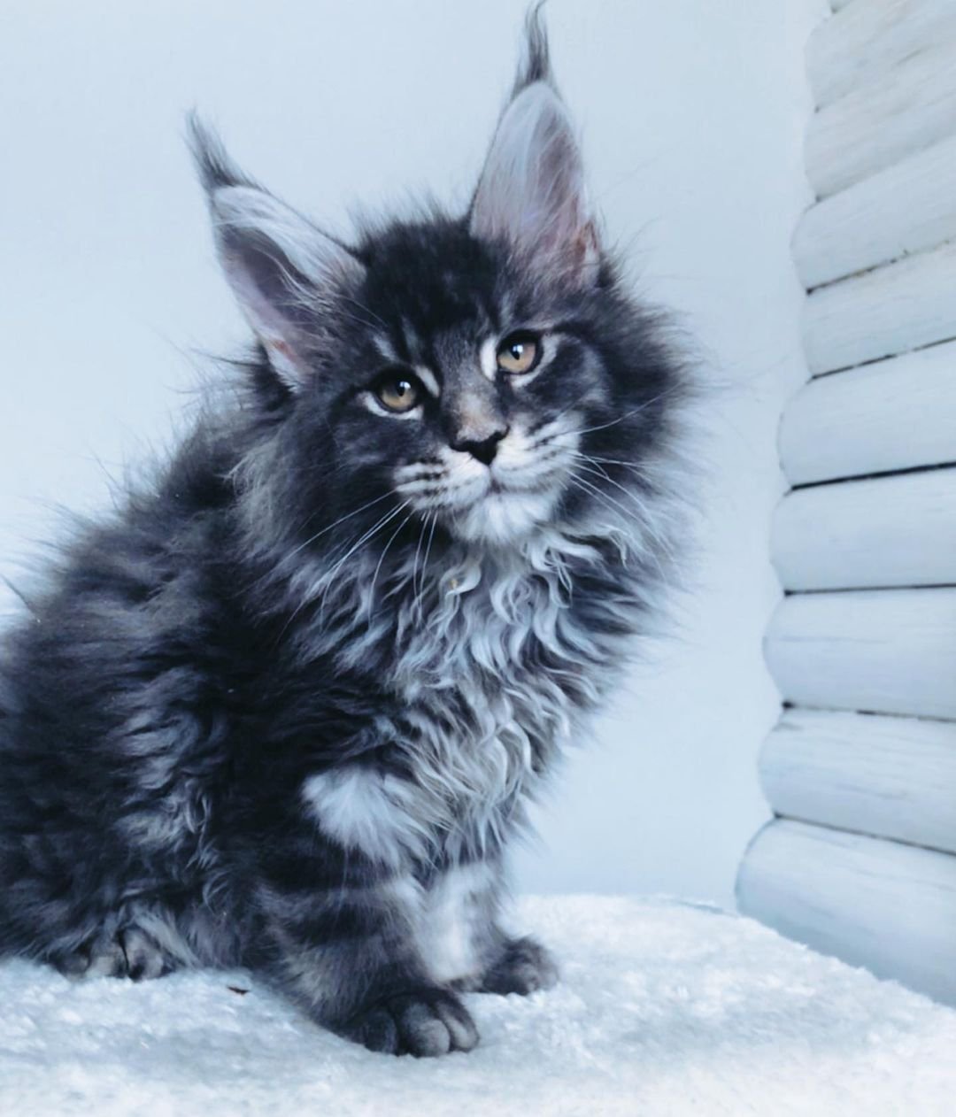Romeo – Männliche Maine-Coon-Katze