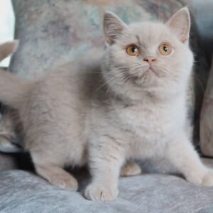 Rossie – Weibliches Britisch Kurzhaar Kätzchen