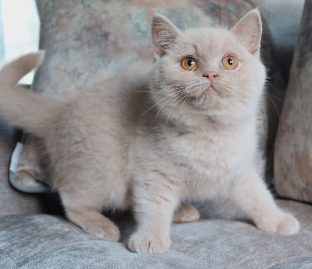 Rossie – Weibliches Britisch Kurzhaar Kätzchen