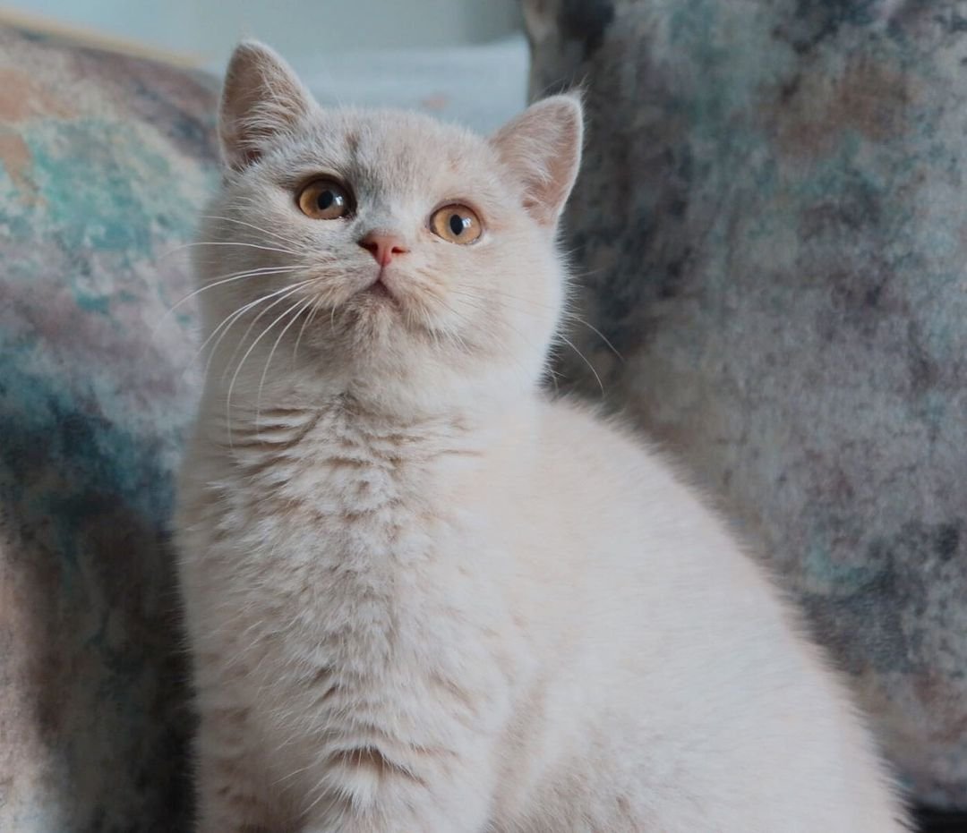 Rossie – Weibliches Britisch Kurzhaar Kätzchen – Bild 3