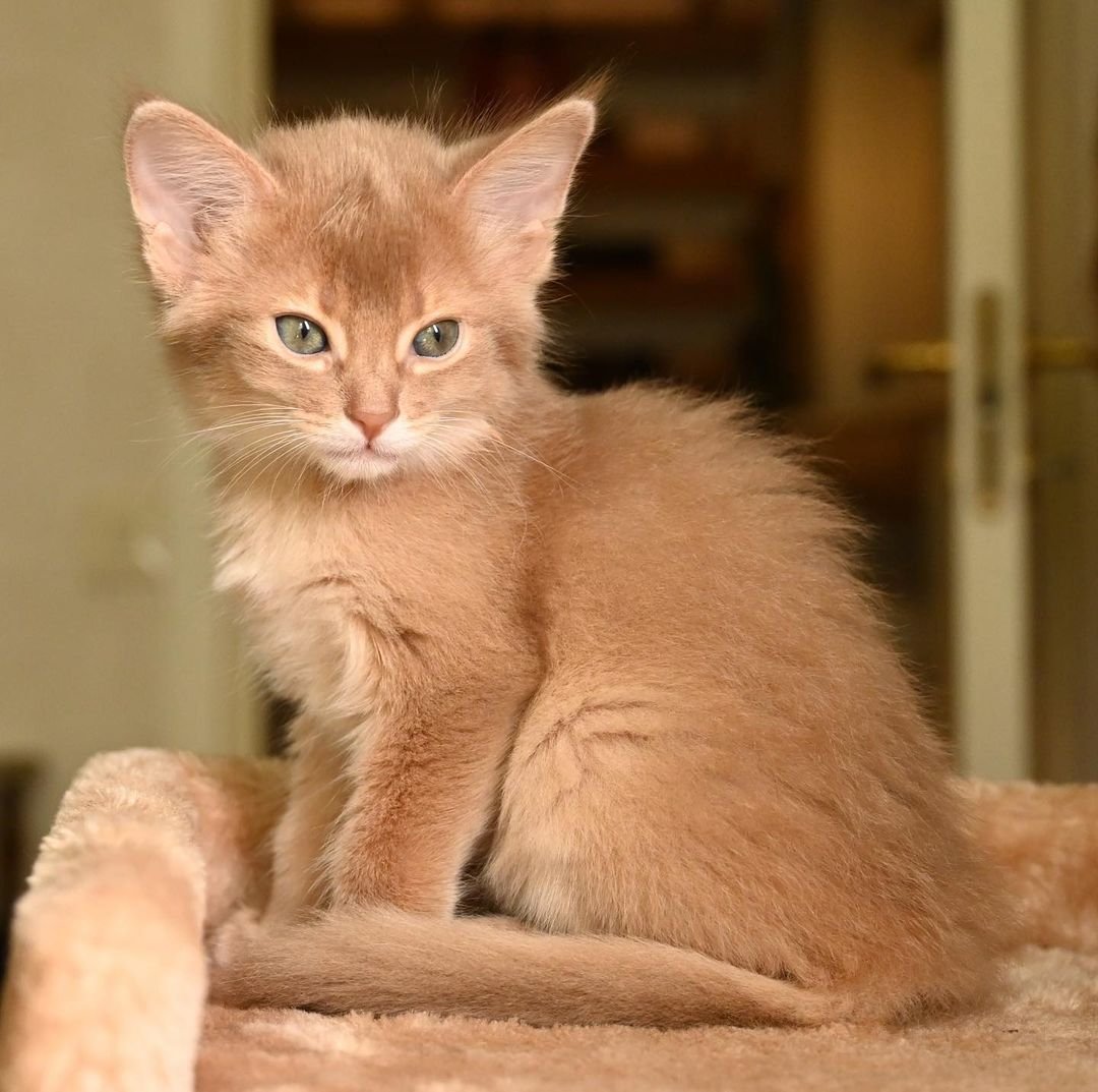 Sarabi – Weibliche Somali-Katze – Bild 4