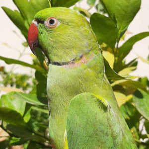 🦜 6 Monate alte Alexandrine-Papageien (Weibchen-Paar)