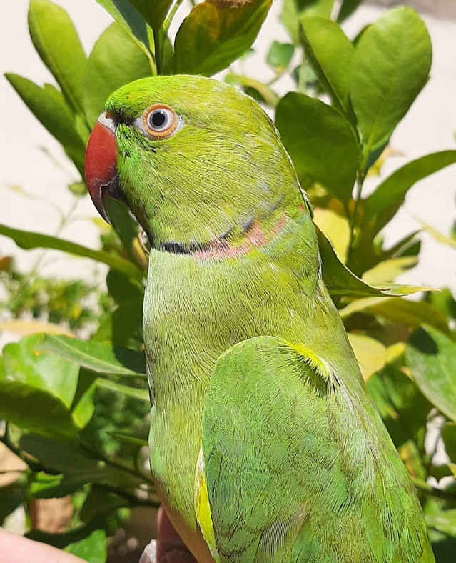 🦜 6 Monate alte Alexandrine-Papageien (Weibchen-Paar)