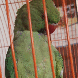 06 Monate alte Alexandrine-Papageien-Dame