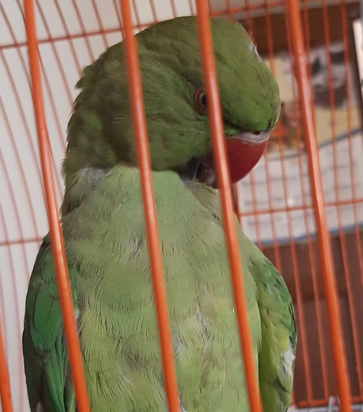 06 Monate alte Alexandrine-Papageien-Dame