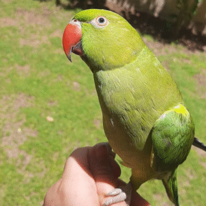 🦜 6 Monate alte Grüne Indische Halsbandsittiche (Weibchen + Männchen)