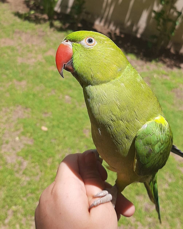 🦜 6 Monate alte Grüne Indische Halsbandsittiche (Weibchen + Männchen)