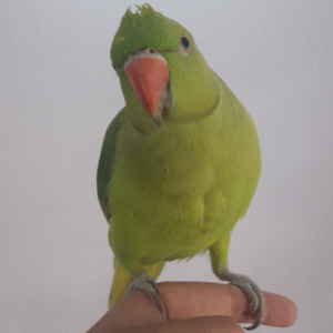 6 Monate alte Grüne Indische Halsbandsittich-Dame – Handaufgezogen, freundlich & intelligent