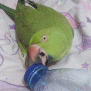 🦜 6 Monate alte Grüne Indische Halsbandsittiche (Männchen-Paar)