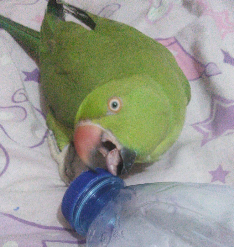 🦜 6 Monate alte Grüne Indische Halsbandsittiche (Männchen-Paar)