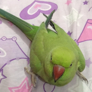 06 Monate alter Grüner Indischer Halsbandsittich (Männchen)