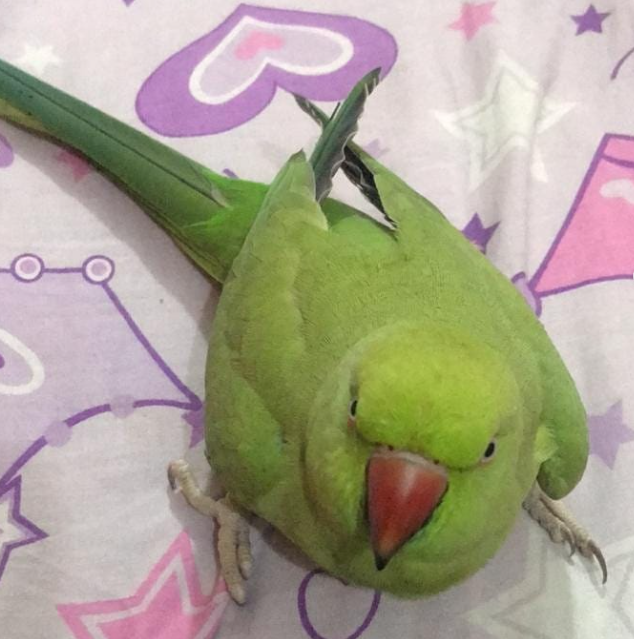 06 Monate alter Grüner Indischer Halsbandsittich (Männchen)