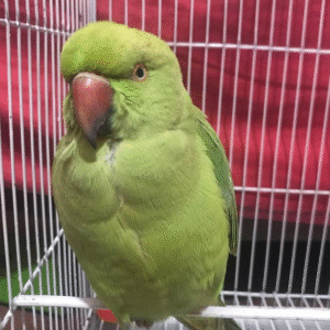 🦜 6 Monate alte Alexandrine-Papageien (Weibchen + Männchen)