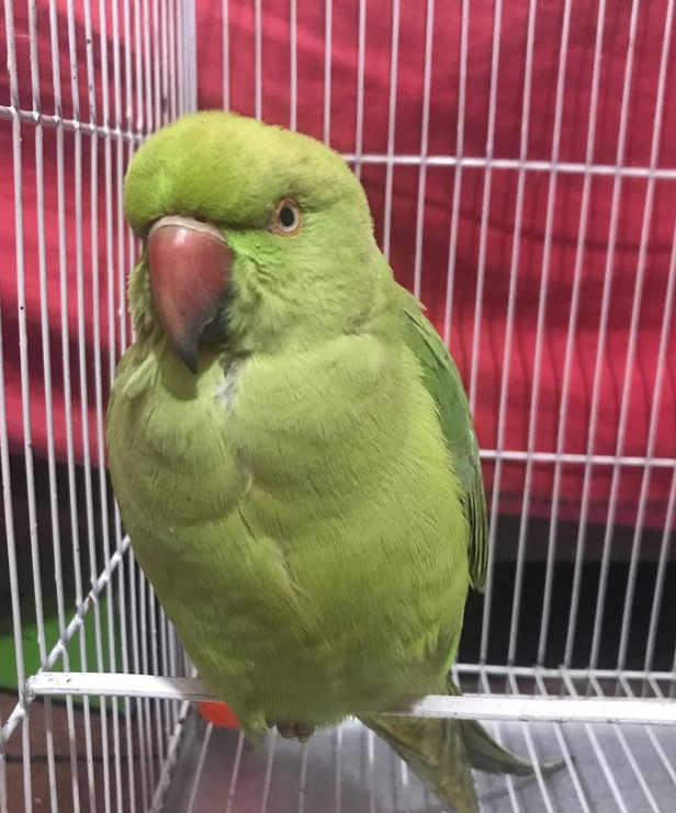 🦜 6 Monate alte Alexandrine-Papageien (Weibchen + Männchen)