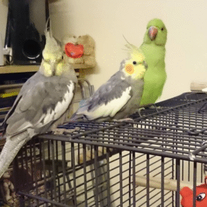 🦜 6 Monate alte Alexandrine-Papageien (Männchen-Paar)