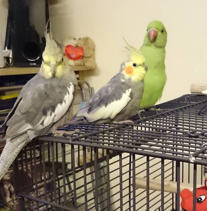 🦜 6 Monate alte Alexandrine-Papageien (Männchen-Paar)