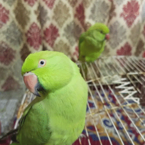 06 Monate alter Alexandrine-Papagei (Männchen)