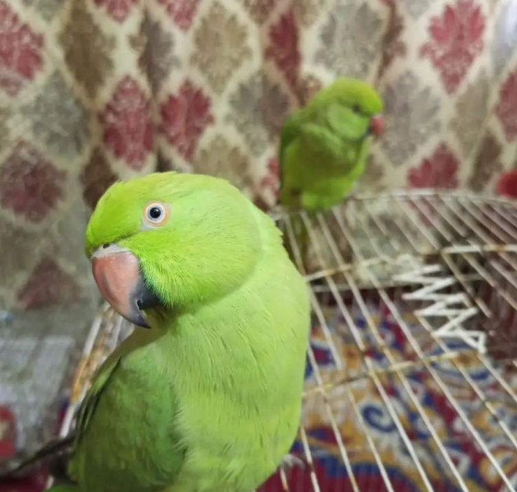 06 Monate alter Alexandrine-Papagei (Männchen)