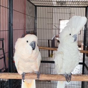 🦜 9 Monate alte Molukken-Kakadu-Dame – Sanft, klug & lebhaft