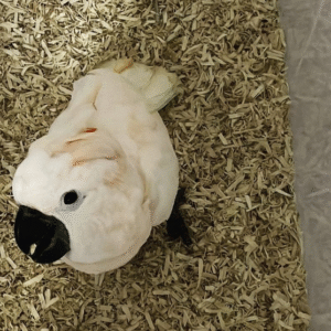 3 Monate alter Molukken-Kakadu – Verspielt, handzahm & voller Lebensfreude