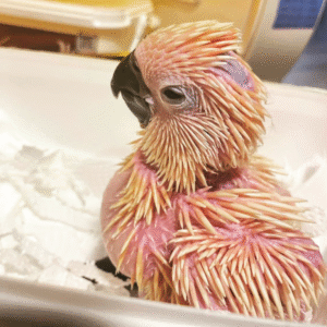 3 Monate alter männlicher Molukken-Kakadu – Ein lebendiger Segen für Ihr Zuhause