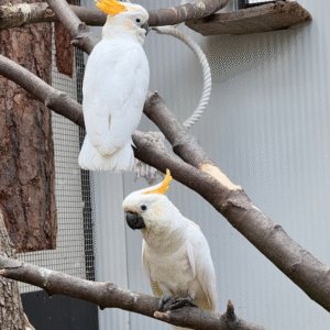 🦜 12 Monate altes Zitronenkakadu-Paar (Männchen + Männchen)