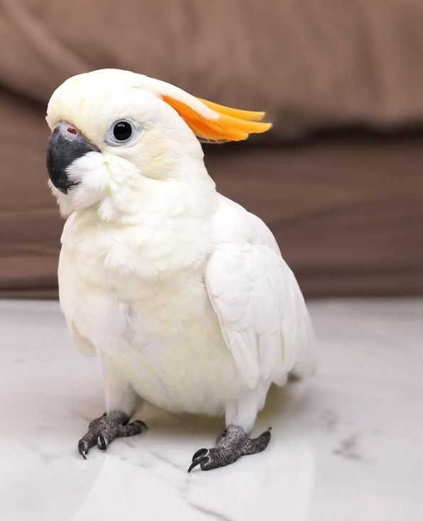 🦜 4 Monate altes Zitronenkakadu-Paar (2 × Männchen)