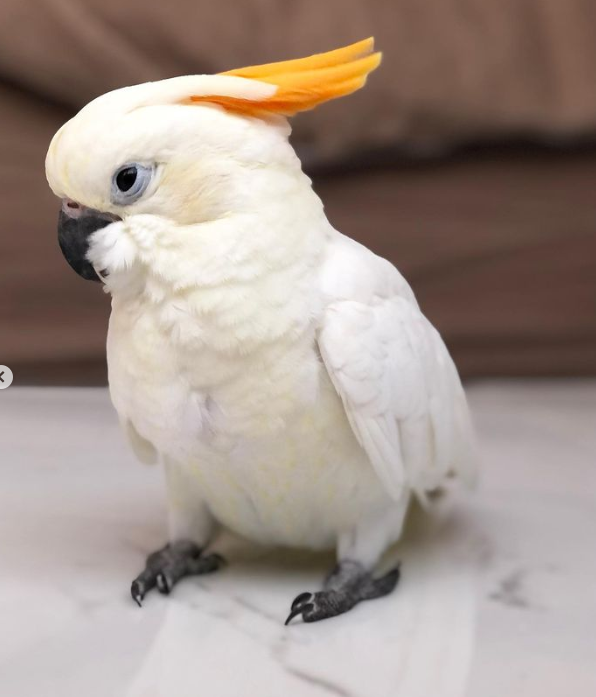 🦜 4 Monate altes Zitronenkakadu-Paar (2 × Männchen) – Bild 4