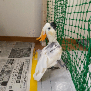 🦜 4 Monate altes Zitronenkakadu-Paar (Männchen + Weibchen)