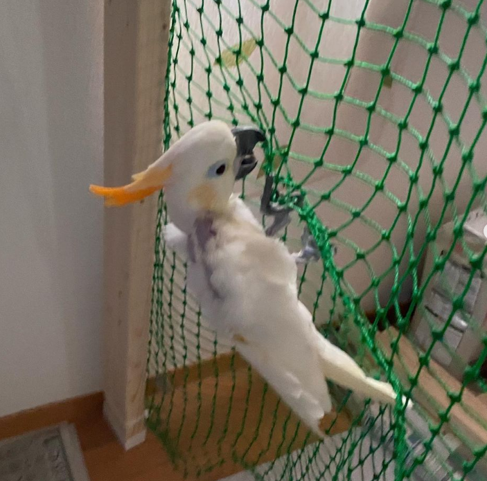 🦜 4 Monate altes Zitronenkakadu-Paar (2 × Männchen) – Bild 2