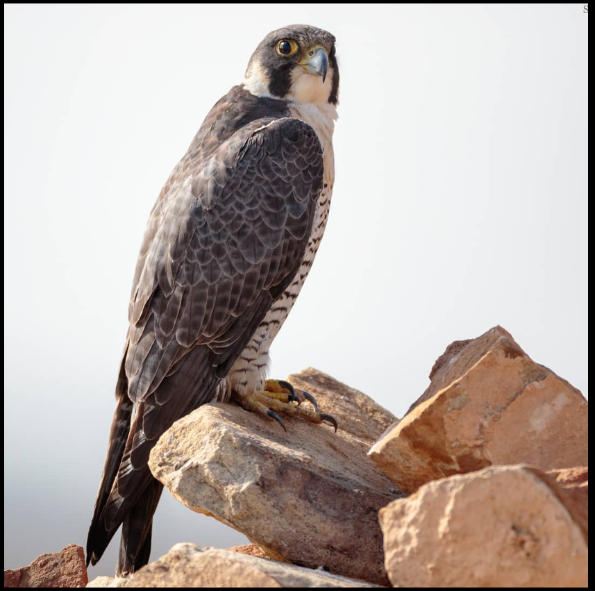 2 Jahre alte trainierte Falken-Damen (Paar) – Majestätisch, gehorsam & intelligent