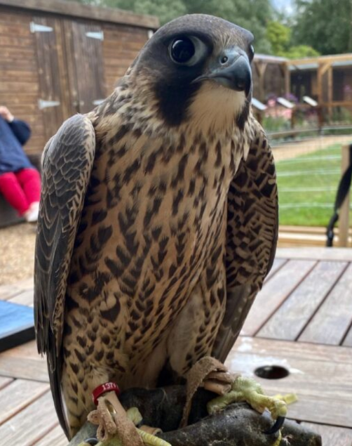 2 Jahre alte trainierte Falken-Damen (Paar) – Majestätisch, gehorsam & intelligent – Bild 2