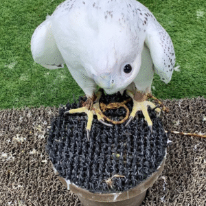 02 Jahre alte trainierte Falken (Männchen-Paar) – Majestätisch, gehorsam & intelligent