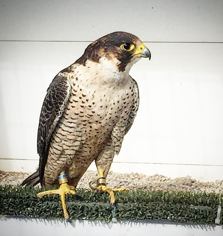 3 Jahre alte trainierte Falken-Damen (Paar) – Majestätisch, gehorsam & intelligent
