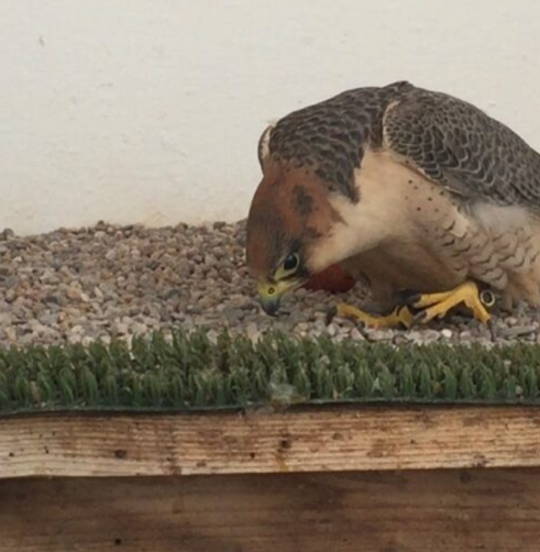 3 Jahre alte trainierte Falken-Damen (Paar) – Majestätisch, gehorsam & intelligent – Bild 2