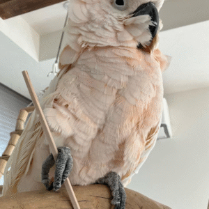 12 Monate alter Molukken-Kakadu – Ein junger, charmanter Gefährte fürs Leben