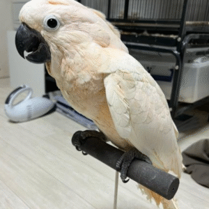 06 Monate alter männlicher Molukken-Kakadu – Ein starker, liebevoller Begleiter