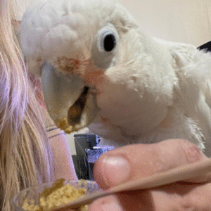 09 Monate alter männlicher Molukken-Kakadu