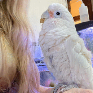 06 Monate alter männlicher Molukken-Kakadu