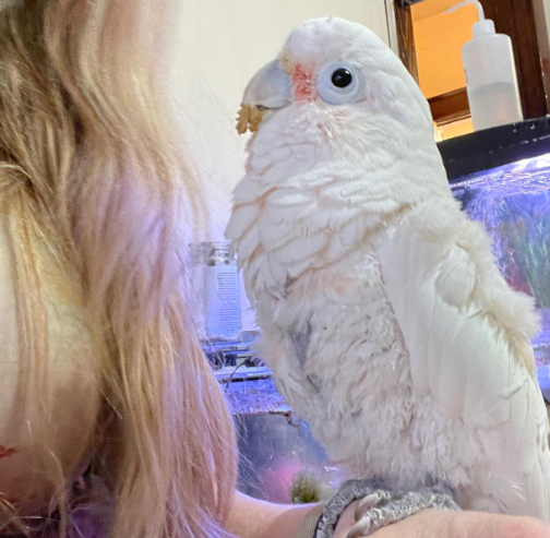 06 Monate alte Molukken-Kakadu-Dame â Sanft, verspielt & voller Herz â Bild 2