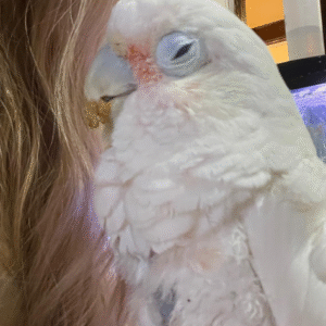 06 Monate alte Molukken-Kakadu-Dame – Sanft, verspielt & voller Herz