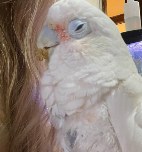 06 Monate alte Molukken-Kakadu-Dame â Sanft, verspielt & voller Herz