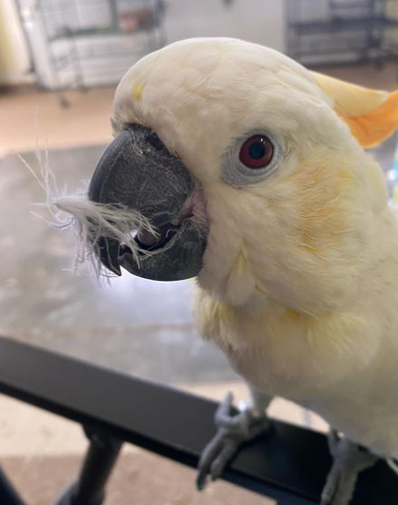 🦜 4 Monate altes Zitronenkakadu-Paar (2 × Männchen) – Bild 3